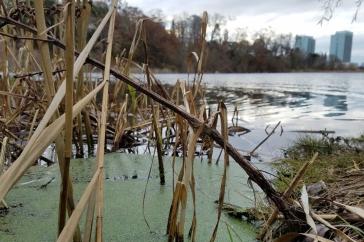 A photo of duckweeds in a pond with a cityscape shown in the background.